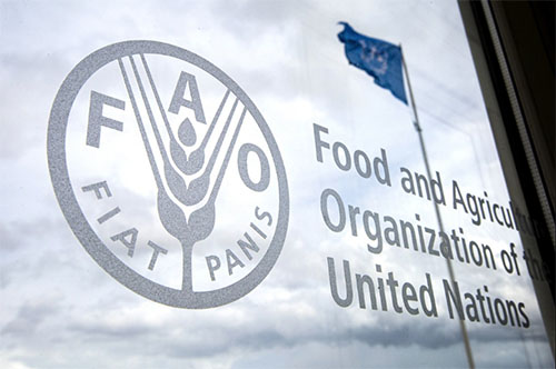 فرصة تدريب في منظمة FAO العالمية